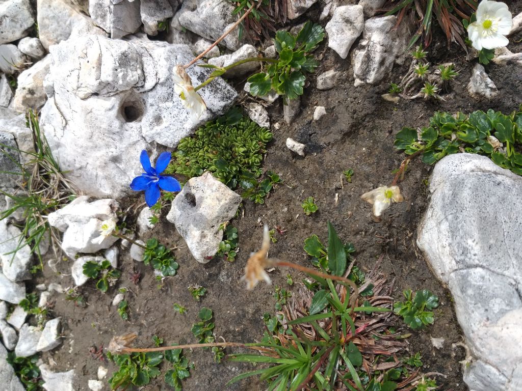 quale Gentiana?